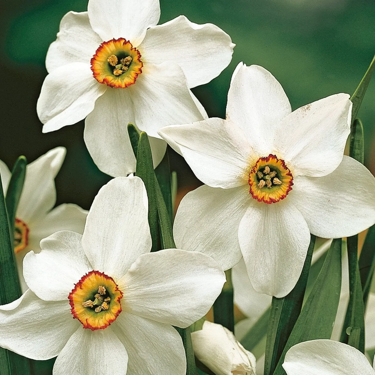Blumenzwiebeln Dichternarzisse 'Ornatus'