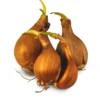 Blumenzwiebeln Duftende Wildnarzisse 'Plenus'