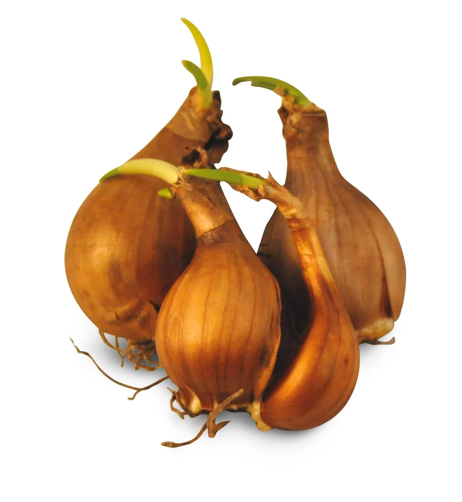 Blumenzwiebeln Duftende Wildnarzisse 'Plenus'