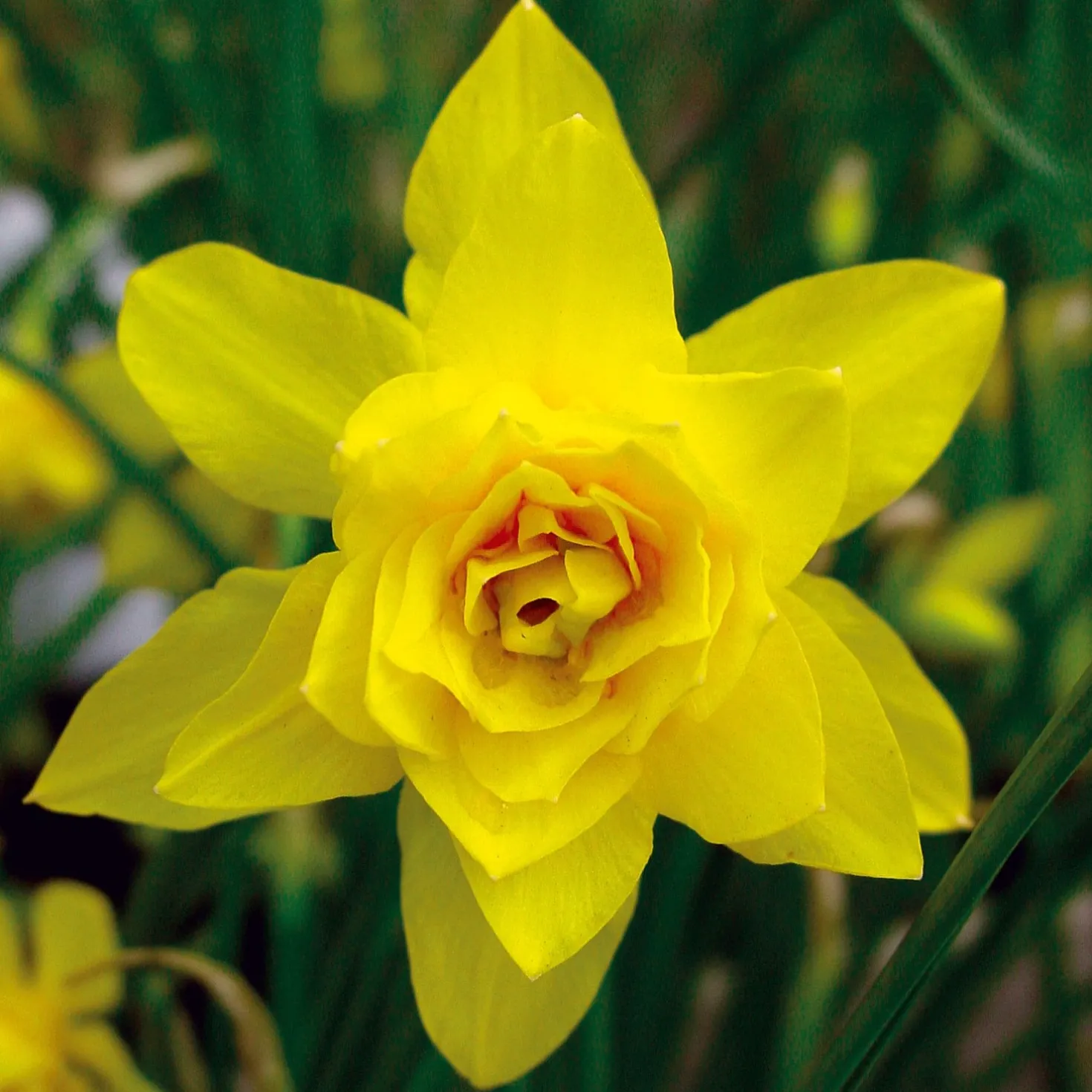 Blumenzwiebeln Duftende Wildnarzisse 'Plenus'