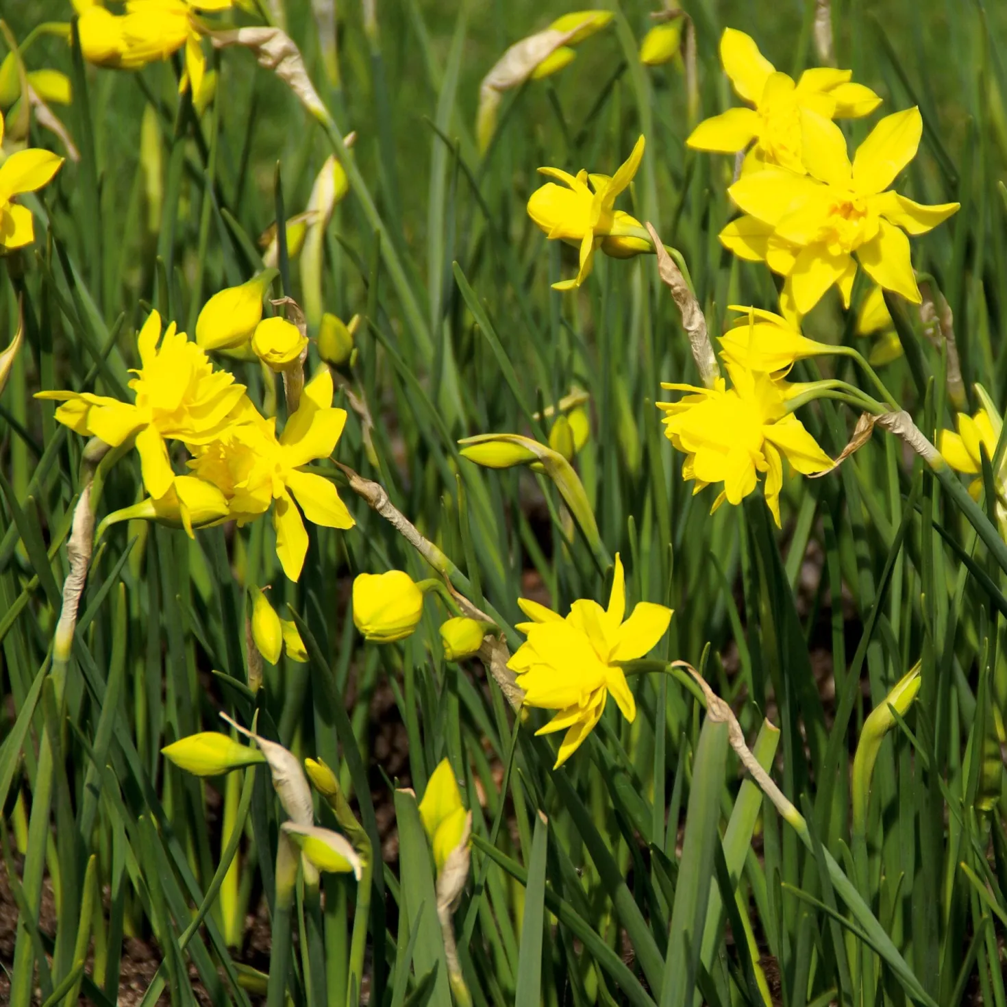 Blumenzwiebeln Duftende Wildnarzisse 'Plenus'