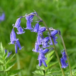 Blumenzwiebeln Englisches Hasenglöckchen