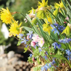 Blumenzwiebeln für Töpfe Mischung 2