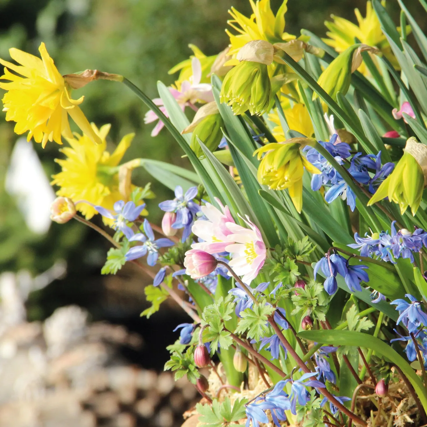 Blumenzwiebeln für Töpfe Mischung 2