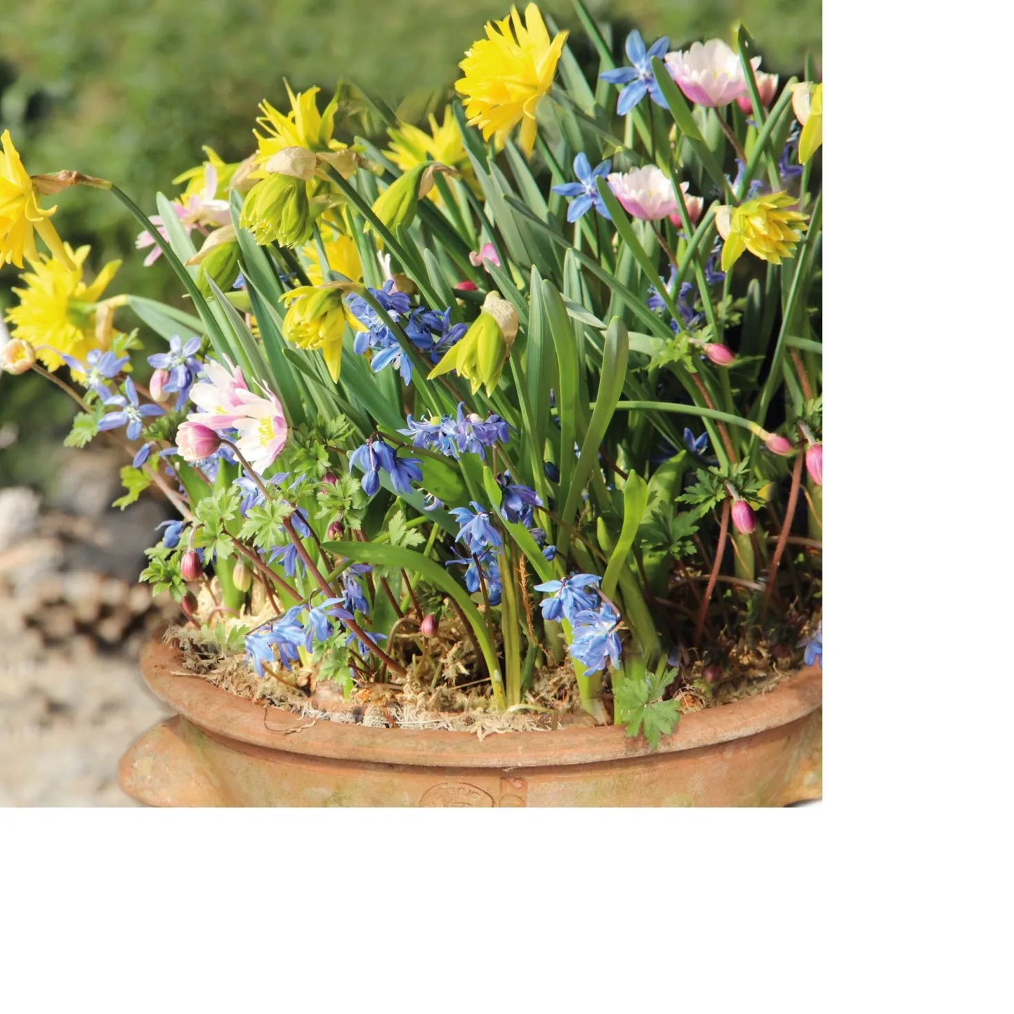 Blumenzwiebeln für Töpfe Mischung 2