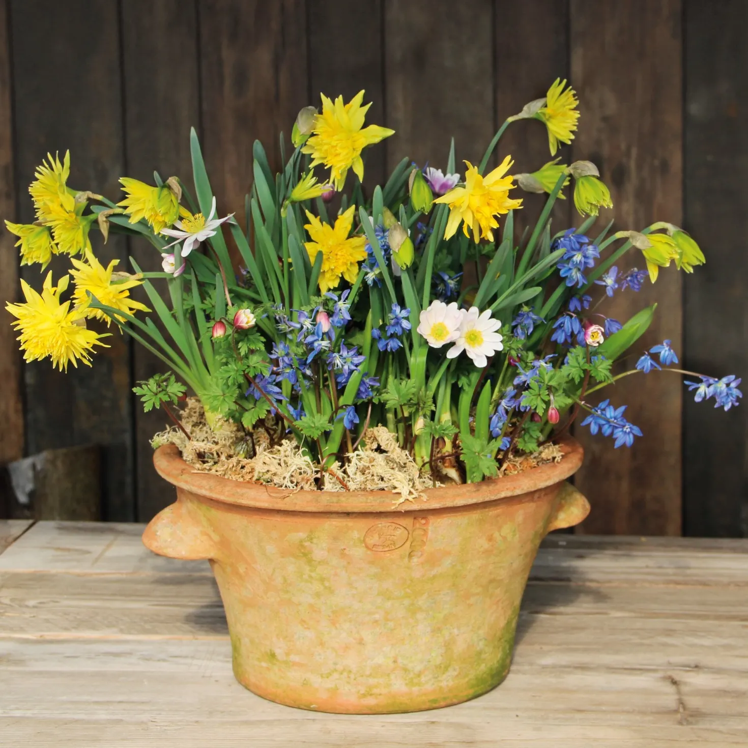 Blumenzwiebeln für Töpfe Mischung 2