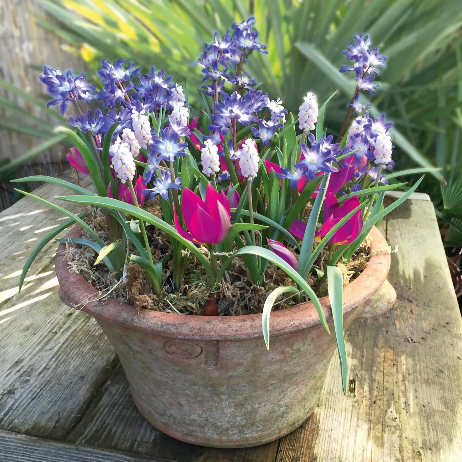 Blumenzwiebeln für Töpfe Mischung 1