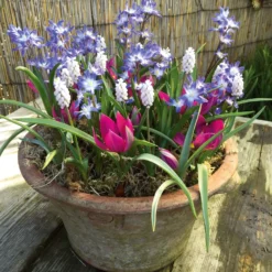 Blumenzwiebeln für Töpfe Mischung 1
