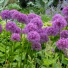 Blumenzwiebeln Iranlauch 'Purple Sensation'