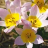 Blumenzwiebeln Kretische Tulpe
