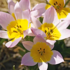 Blumenzwiebeln Kretische Tulpe