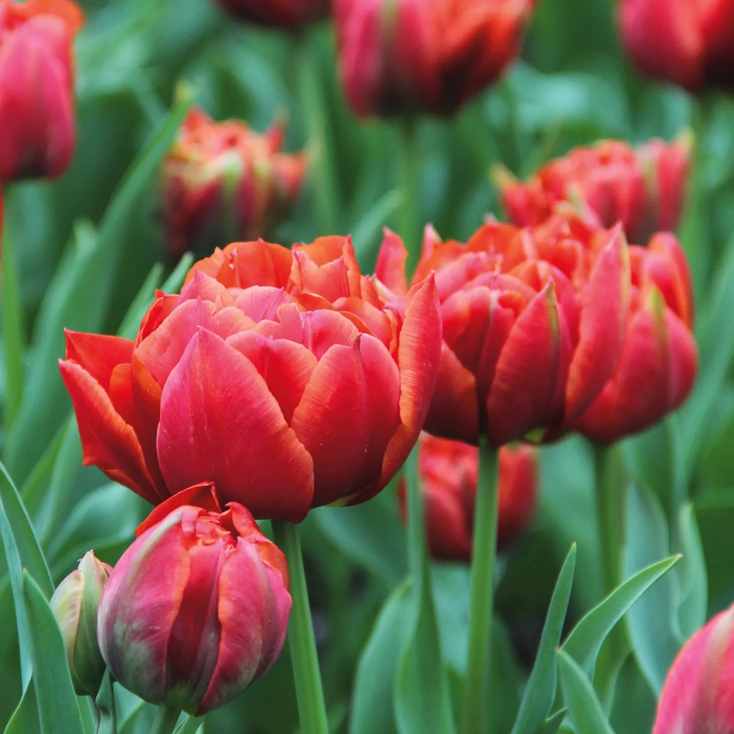 Blumenzwiebeln Murillo-Tulpe 'René Menard'