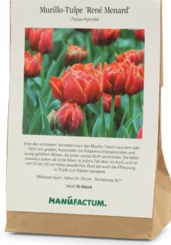 Blumenzwiebeln Murillo-Tulpe 'René Menard'