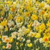 Blumenzwiebeln Narzissen-Mischung