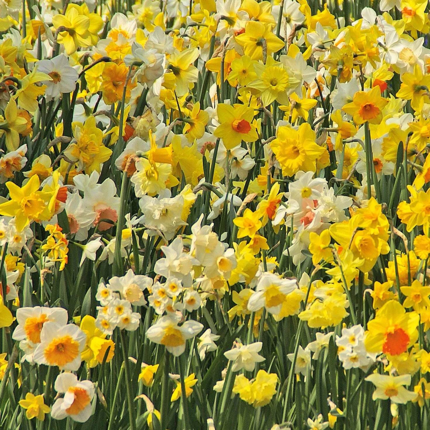 Blumenzwiebeln Narzissen-Mischung