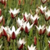 Blumenzwiebeln Persische Tulpe