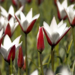Blumenzwiebeln Persische Tulpe