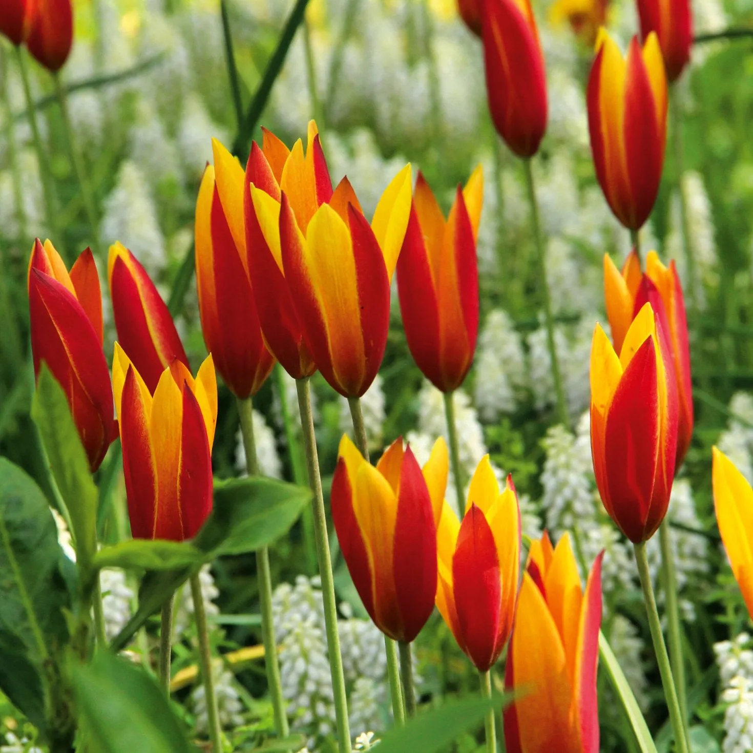 Blumenzwiebeln Persische Tulpe 'Tubergens Gem'