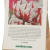 Blumenzwiebeln Päonienblütige Tulpe 'Carnaval de Nice'