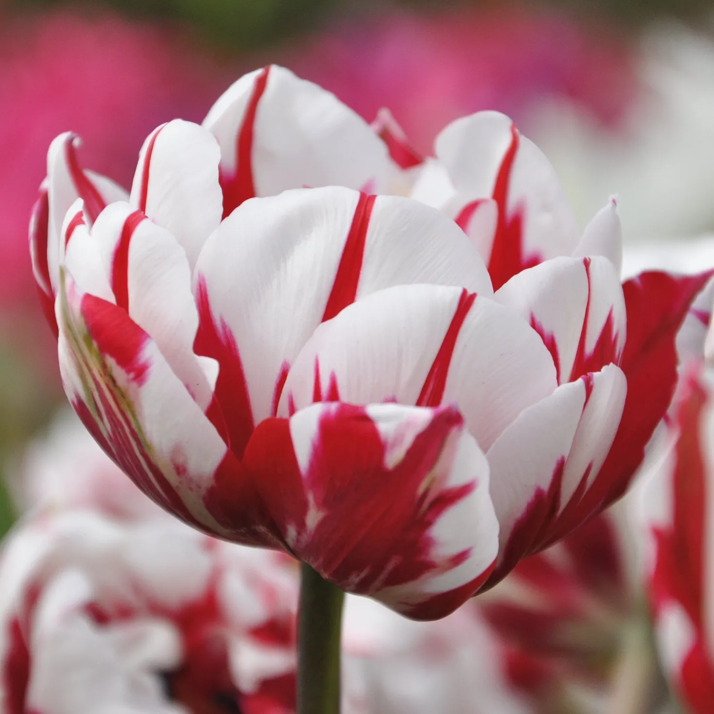 Blumenzwiebeln Päonienblütige Tulpe 'Carnaval de Nice'