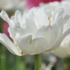 Blumenzwiebeln Päonienblütige Tulpe 'Mount Tacoma'