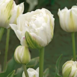 Blumenzwiebeln Päonienblütige Tulpe 'Mount Tacoma'