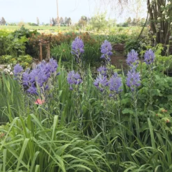 Blumenzwiebeln Prärielilie 'Blue Candle'