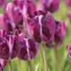 Blumenzwiebeln Rembrandt-Tulpe 'Columbine'