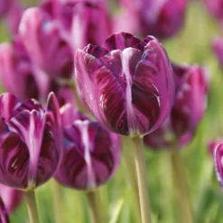 Blumenzwiebeln Rembrandt-Tulpe 'Columbine'