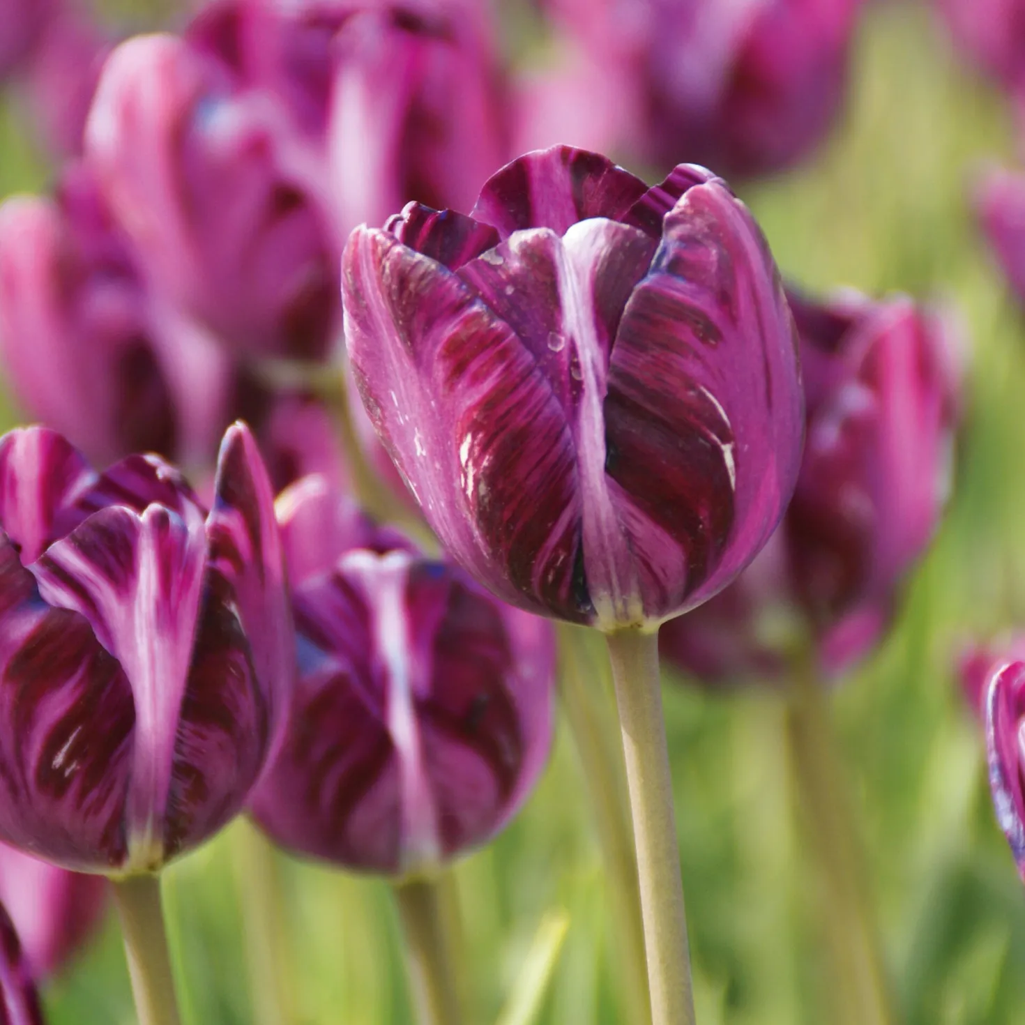 Blumenzwiebeln Rembrandt-Tulpe 'Columbine'