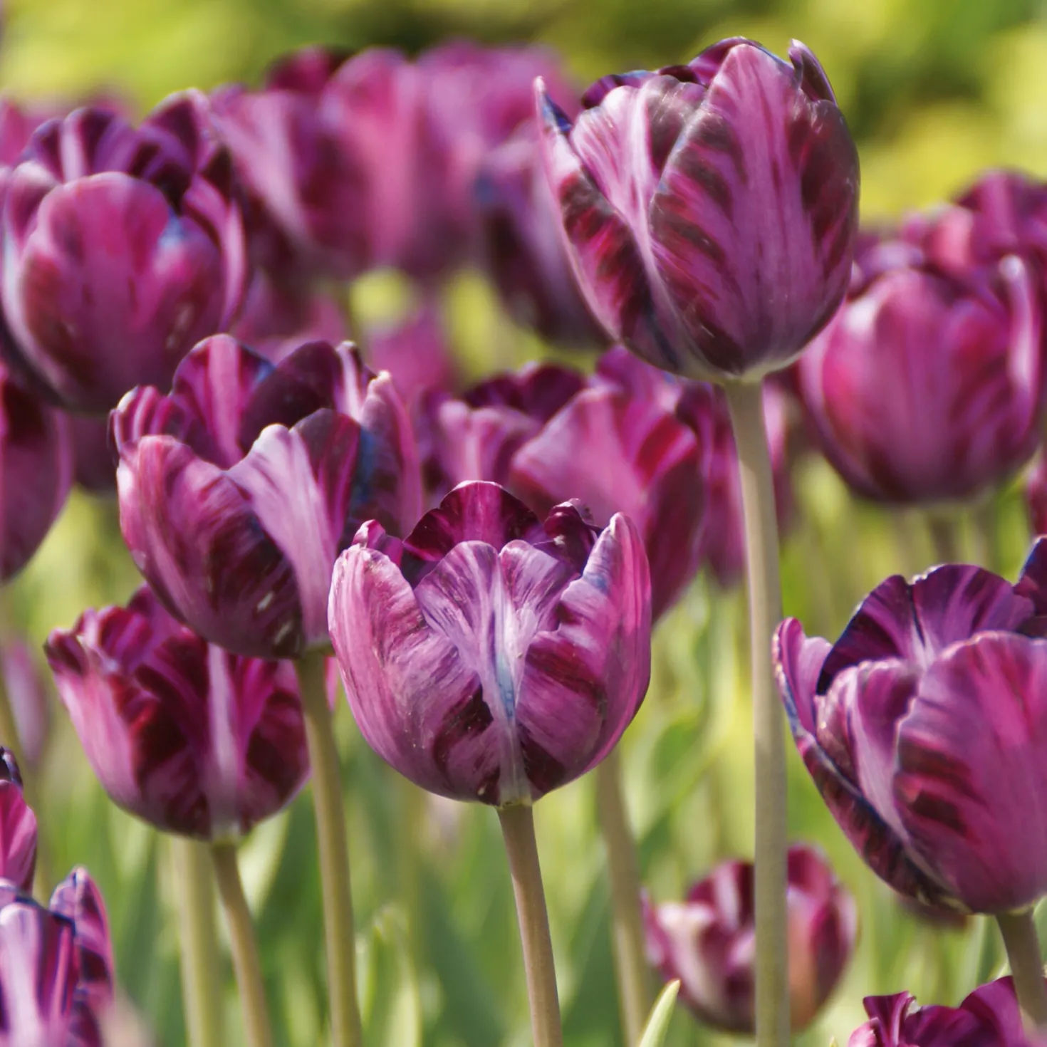 Blumenzwiebeln Rembrandt-Tulpe 'Columbine'