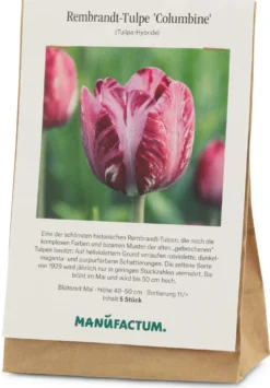 Blumenzwiebeln Rembrandt-Tulpe 'Columbine'