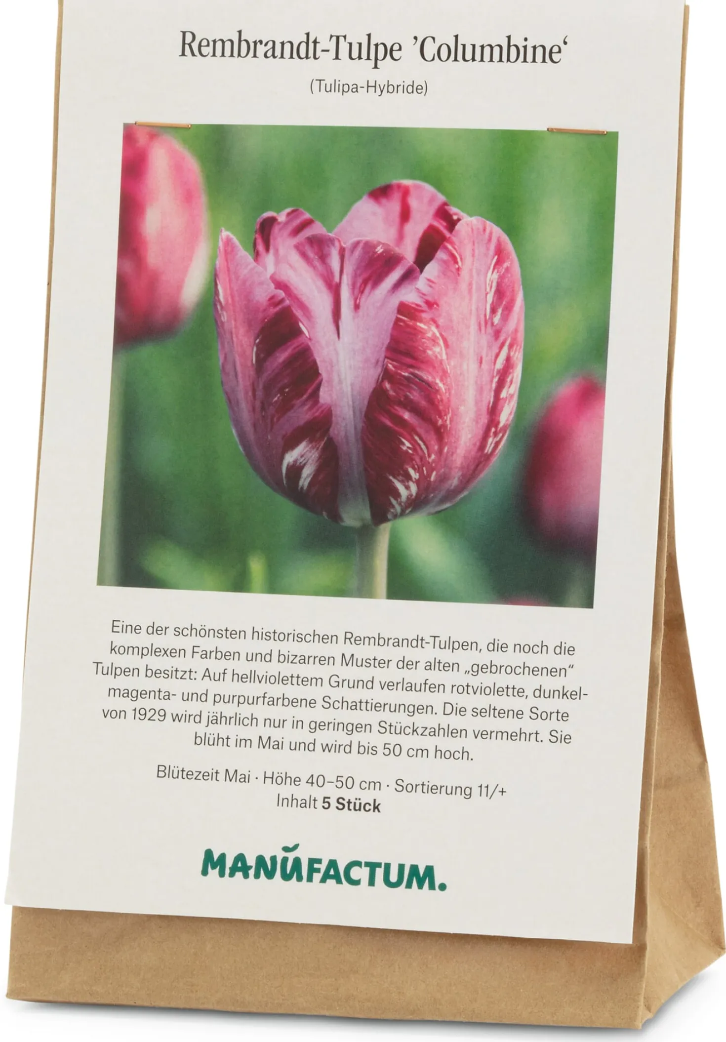 Blumenzwiebeln Rembrandt-Tulpe 'Columbine'