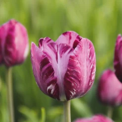 Blumenzwiebeln Rembrandt-Tulpe 'Columbine'