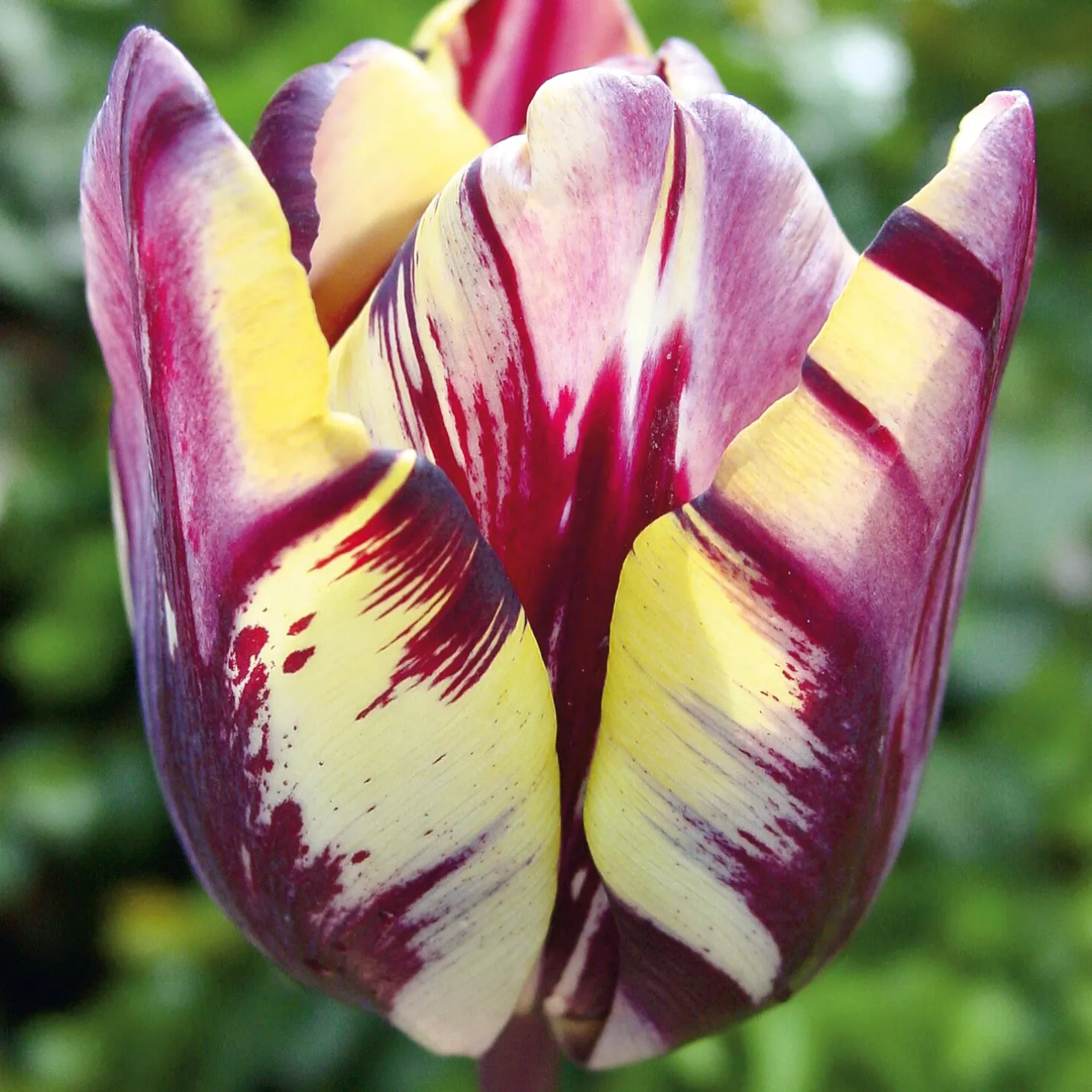 Blumenzwiebeln Rembrandt-Tulpe 'Insulinde'