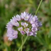 Blumenzwiebeln Rosenlauch