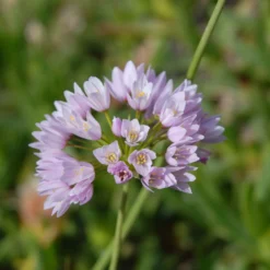 Blumenzwiebeln Rosenlauch