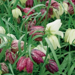 Blumenzwiebeln Schachbrettblume