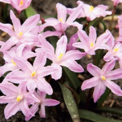 Blumenzwiebeln Schneeglanz-Mischung