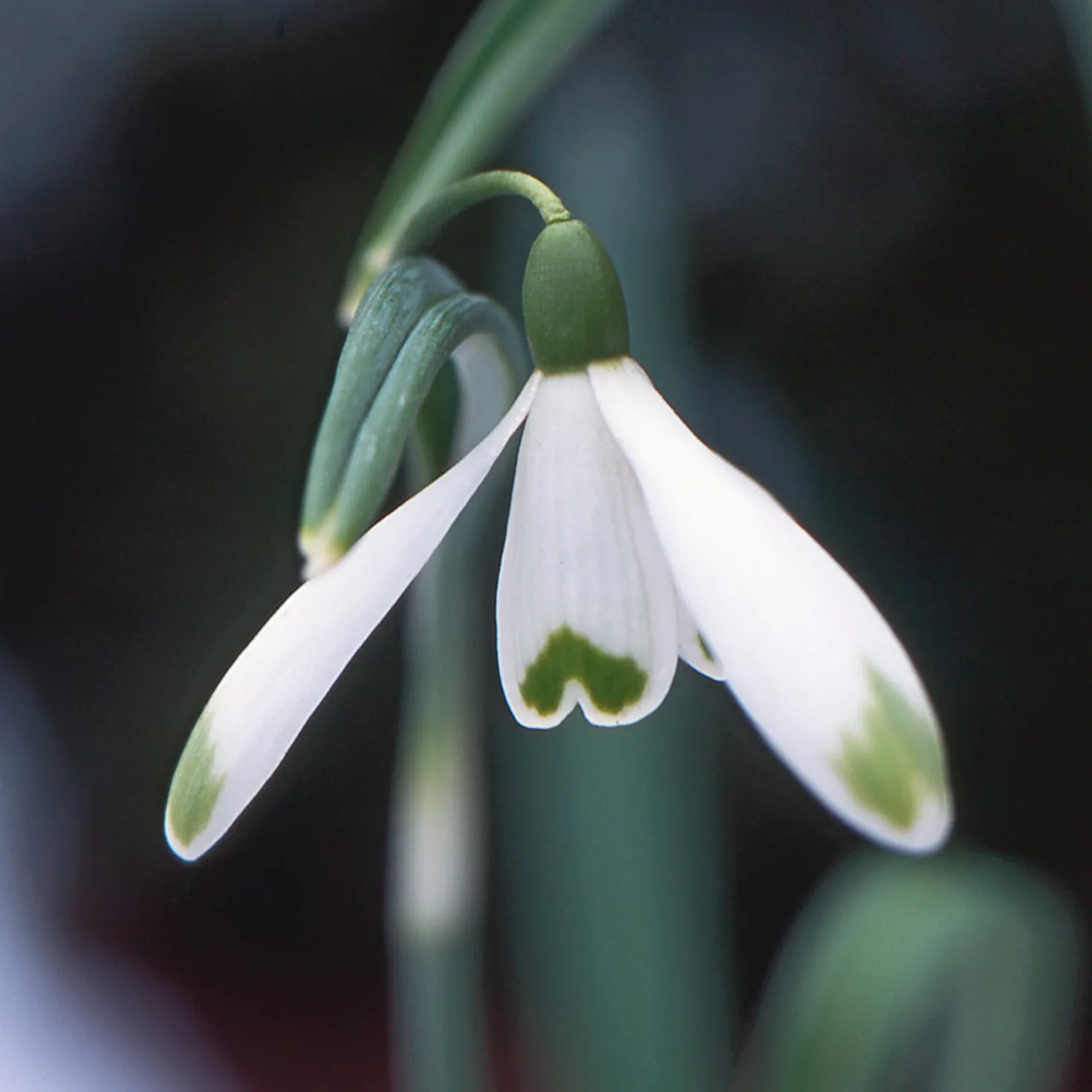 Blumenzwiebeln Schneeglöckchen-Mischung