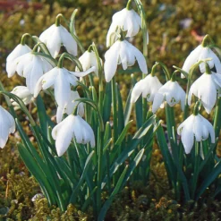 Blumenzwiebeln Schneeglöckchen-Mischung