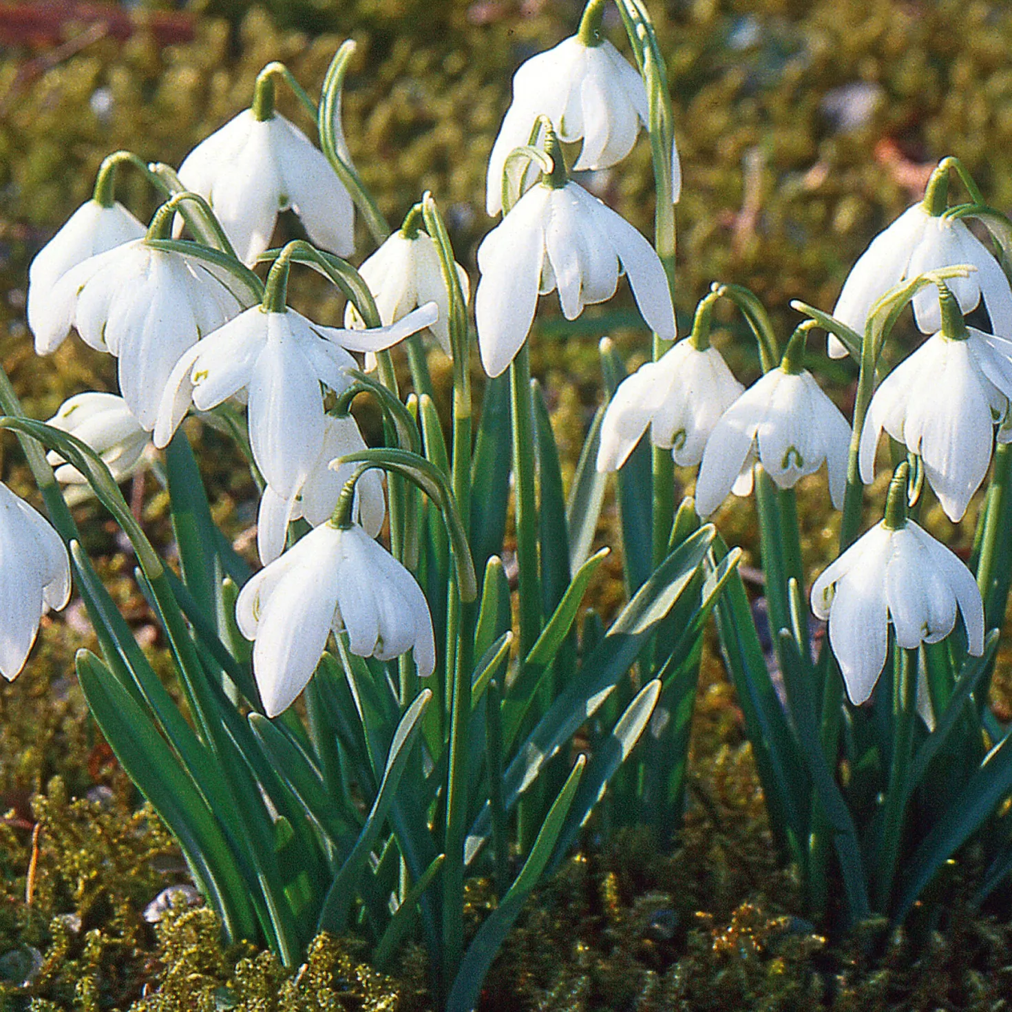 Blumenzwiebeln Schneeglöckchen-Mischung