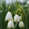Blumenzwiebeln Sommerknotenblume 'Gravetye Giant'