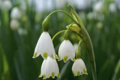 Blumenzwiebeln Sommerknotenblume 'Gravetye Giant'