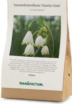 Blumenzwiebeln Sommerknotenblume 'Gravetye Giant'