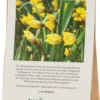 Blumenzwiebeln Tulpe 'Weinbergstulpe'
