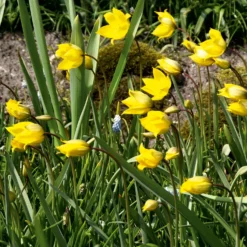 Blumenzwiebeln Tulpe 'Weinbergstulpe'
