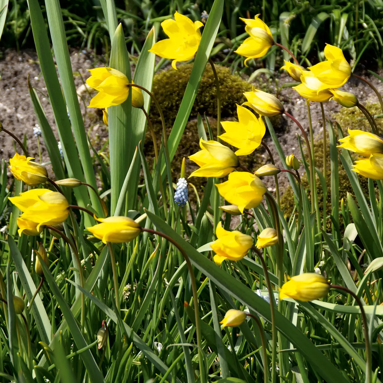 Blumenzwiebeln Tulpe 'Weinbergstulpe'