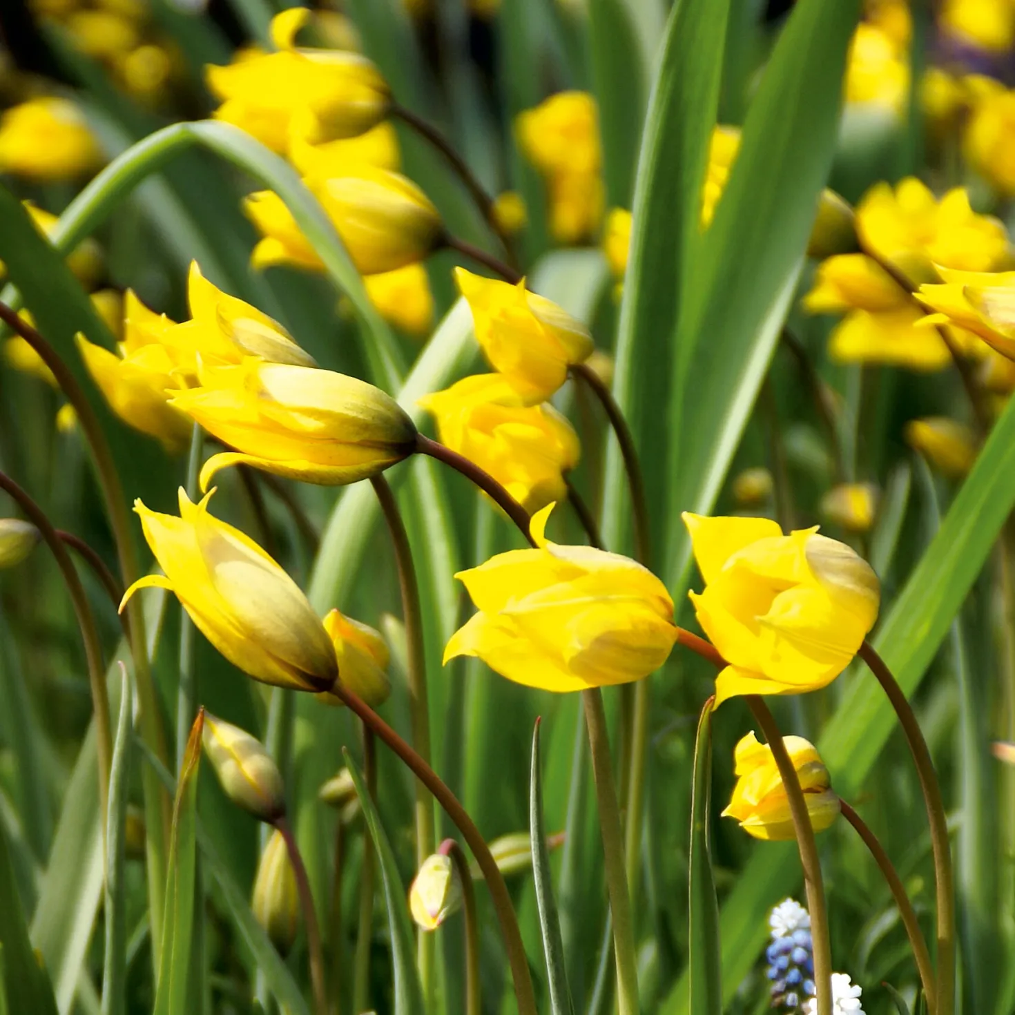 Blumenzwiebeln Tulpe 'Weinbergstulpe'