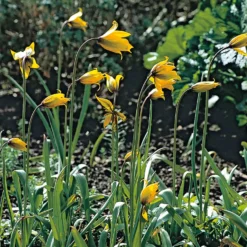 Blumenzwiebeln Tulpe 'Weinbergstulpe'